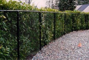 Green foliage creates a wall of privacy against chain link fence (Credit: Early Experts).