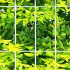AGRICULTURAL FENCE-IMAGES - 65