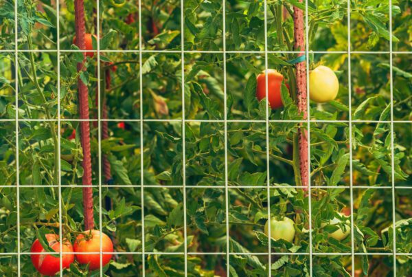 Nuvo Iron Welded Utility Fence Mesh 4' x 50', Mesh size: 3" x 2", installed