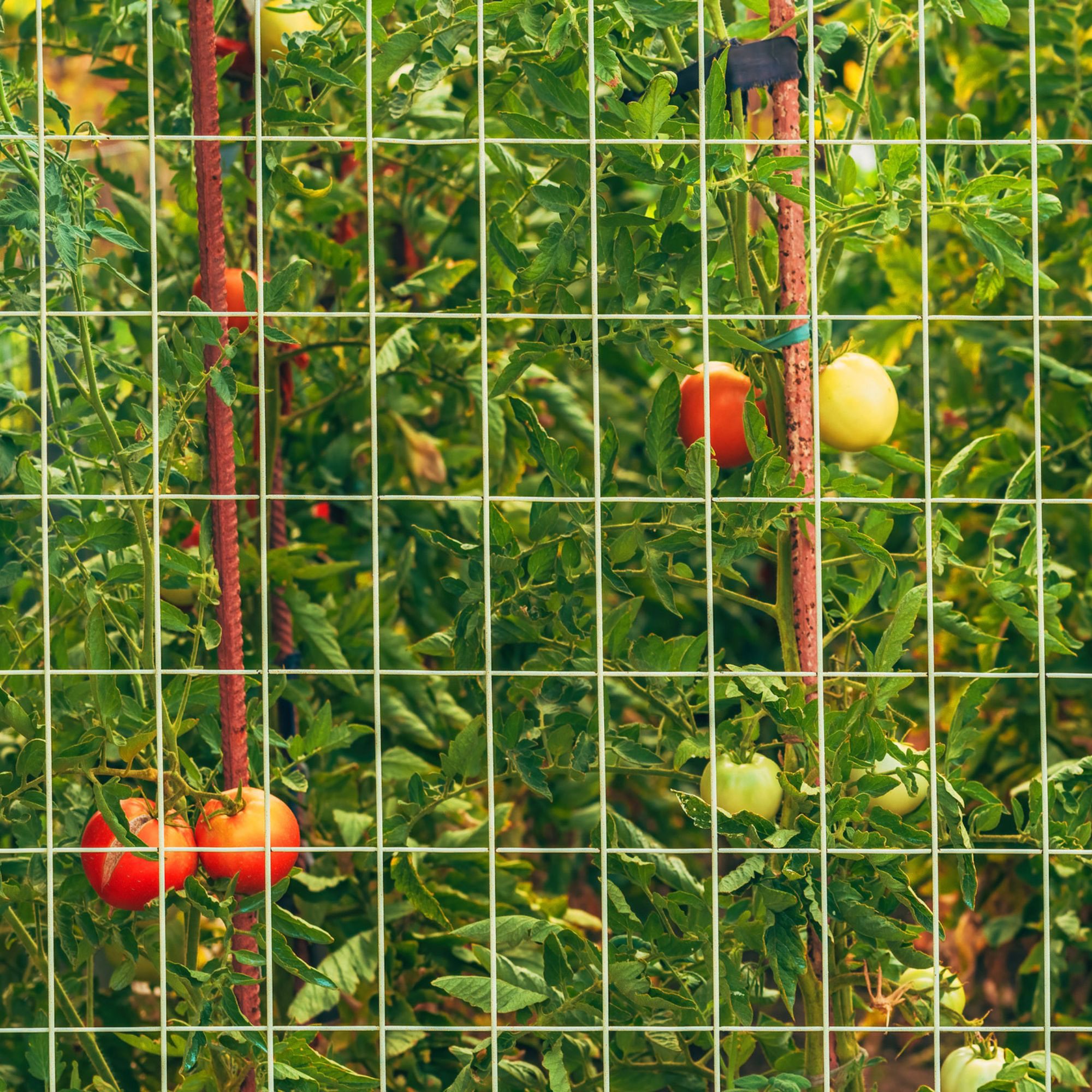 Nuvo Iron Welded Utility Fence Mesh 4' x 50', Mesh size: 3" x 2", installed