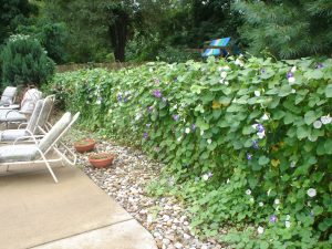 Morning glories cover poolside chain link fence to create a more natural-looking space (Credit: Pinterest).